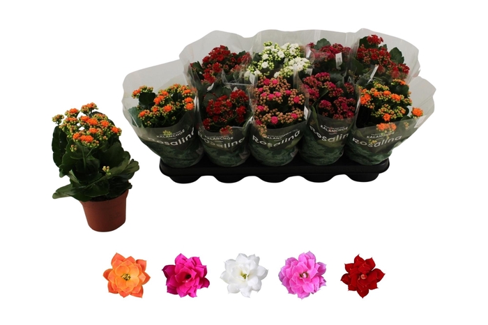 <h4>KAL GE RO GEM 5 KL</h4>