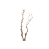 Syringa Branch Extra Benson
