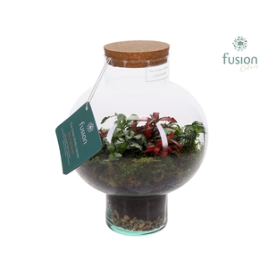 Green Bottle Laura Small met Terrarium arrangement