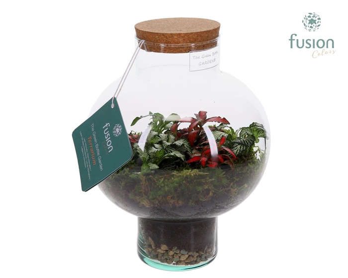 <h4>Green Bottle Laura Small met Terrarium arrangement</h4>