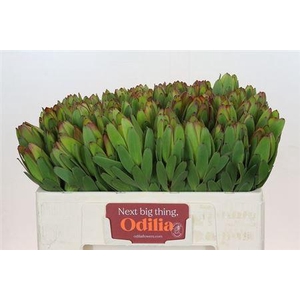 Leucad Saf Goldstrik