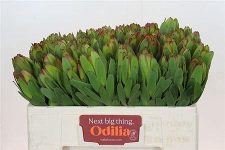 <h4>Leucad Saf Goldstrik</h4>