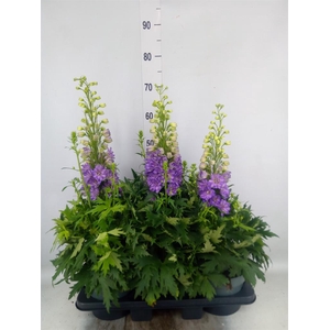 Delphinium el. 'Delgenius Breezin'