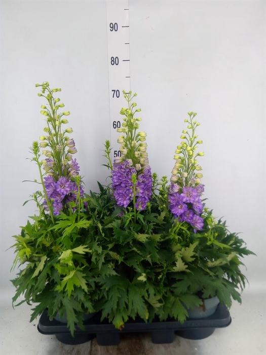 <h4>Delphinium el. 'Delgenius Breezin'</h4>