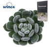 Echeveria Green Velvet Cutflower Wincx-8cm