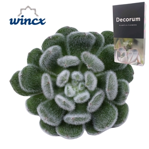 Echeveria Green Velvet Cutflower Wincx-8cm