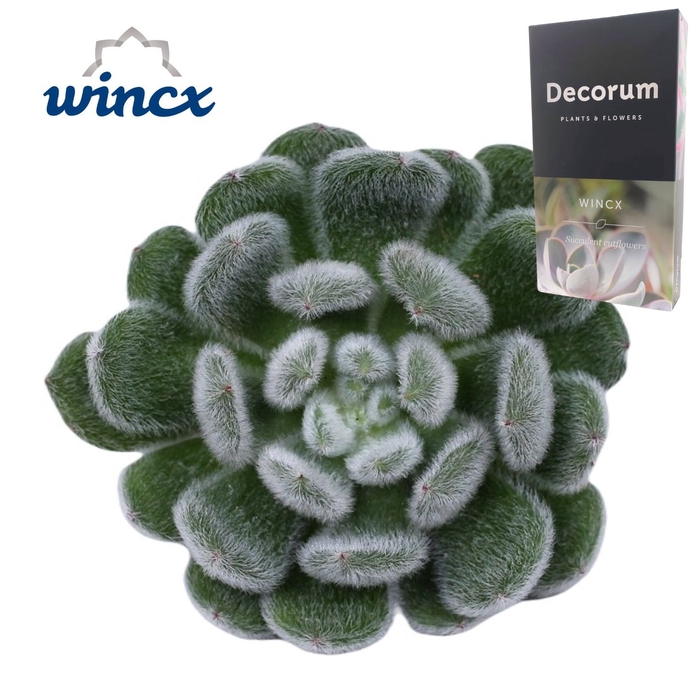 <h4>Echeveria Green Velvet Cutflower Wincx-8cm</h4>