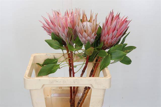 <h4>PROTEA CYNAROIDES</h4>