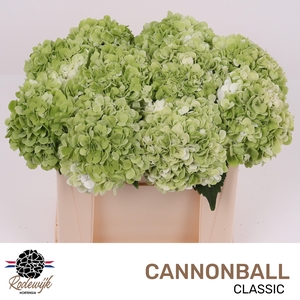 HYDR M CANNONBALL CL