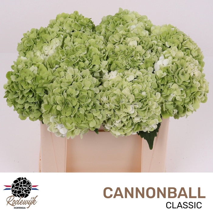 <h4>HYDR M CANNONBALL CL</h4>