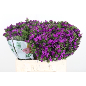 Di Barbatus Aldo Purple Bicolor