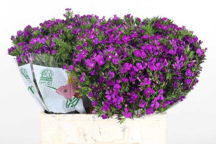 <h4>Di Barbatus Aldo Purple Bicolor</h4>