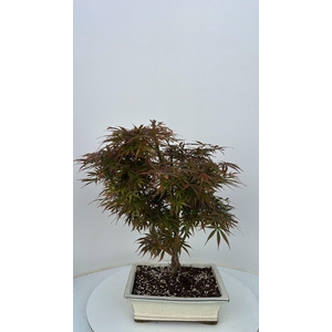 Acer palmatum Jerre Schwarz, pot 26cm.