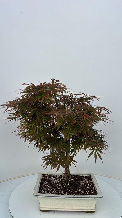 <h4>Acer palmatum Jerre Schwarz, pot 26cm.</h4>