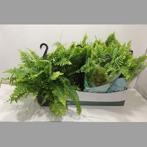 Nephr Ex Green Momen In Hangpot