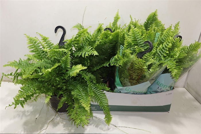 <h4>Nephr Ex Green Momen In Hangpot</h4>