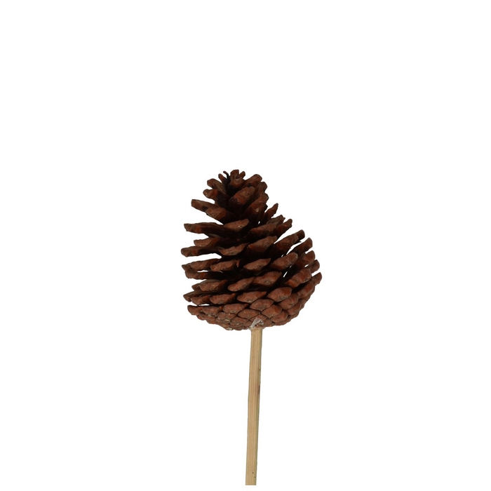 <h4>Kerst bijsteker 50cm Dennenappel 6cm</h4>