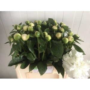 PAEO L DUCHES D NEMO