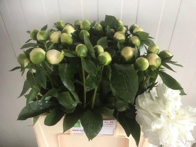 <h4>PAEO L DUCHES D NEMO</h4>