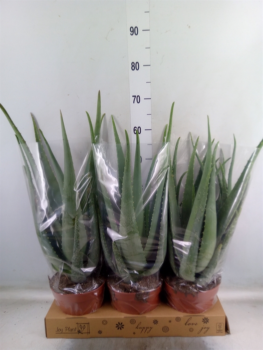 <h4>Aloe vera</h4>