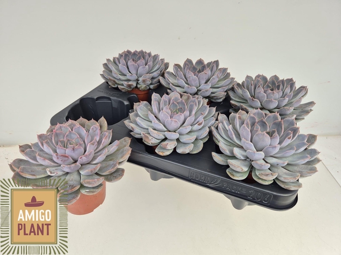 <h4>ECHEV SUMMER</h4>