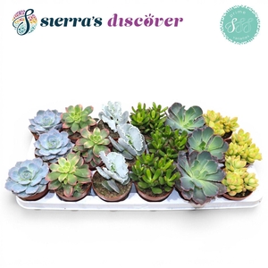 Discover® - Valencia Succulent MIx (Prime)