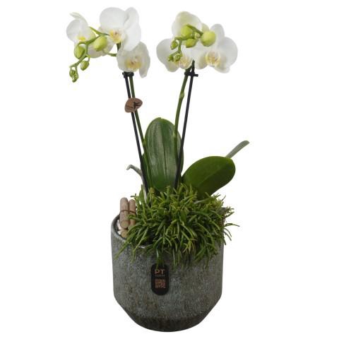 <h4>PTIB5330 Arrangement Indoor in keramiek pot</h4>