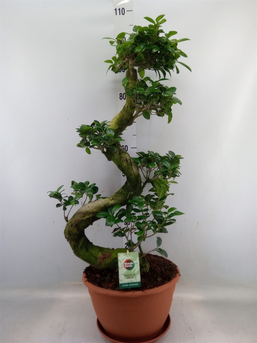 <h4>Ficus microcarpa 'Ginseng'</h4>