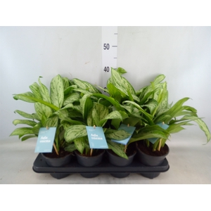 Aglaonema   ...mix