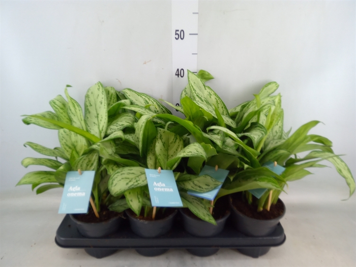 <h4>Aglaonema   ...mix</h4>