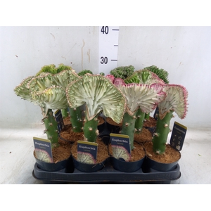Euphorbia lactea 'Cristata'