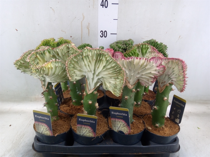 <h4>Euphorbia lactea 'Cristata'</h4>