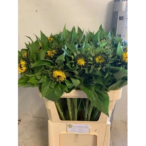 Helianthus Sunrich Orange