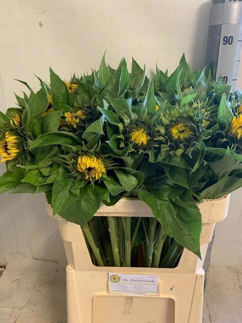 <h4>Helianthus Sunrich Orange</h4>