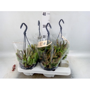 Crassula marnieriana