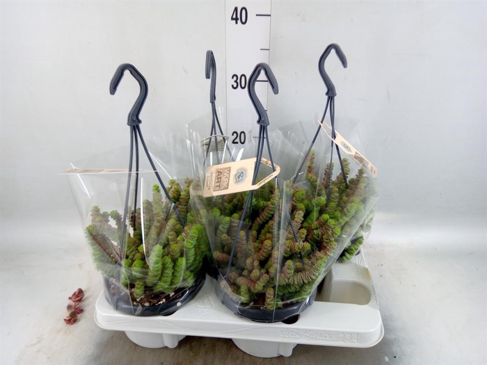 <h4>Crassula marnieriana</h4>
