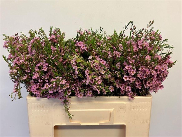 <h4>CHAME UN KERRYN</h4>