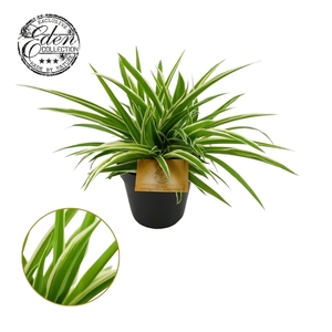 Chlorophytum Ocean 12cm