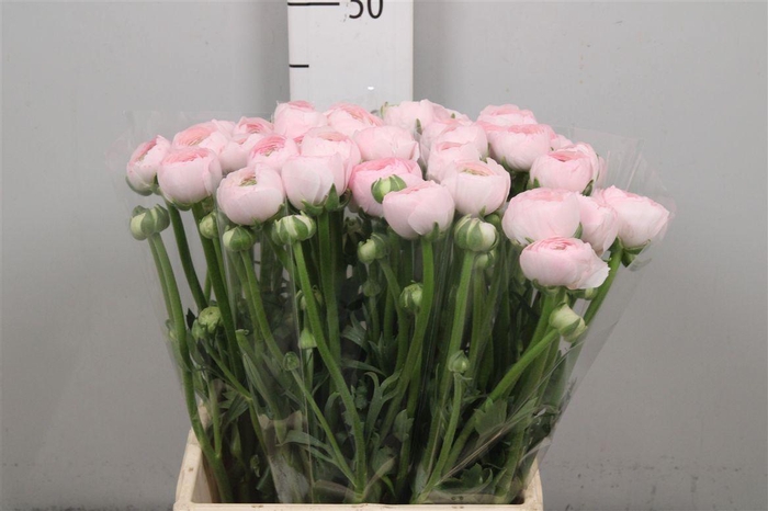 <h4>Ran Su Hanoi</h4>