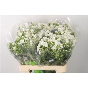 Phlox Icecap White