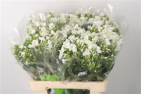 <h4>Phlox Icecap White</h4>
