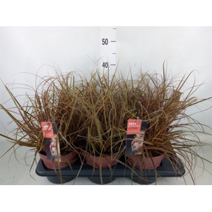 Uncinia rubra 'Everflame'