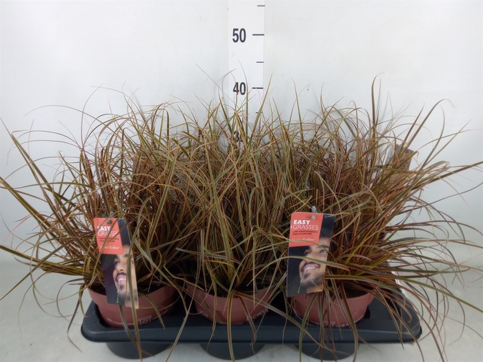 <h4>Uncinia rubra 'Everflame'</h4>