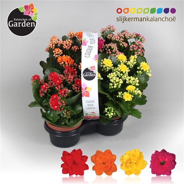 <h4>Garden Kalanchoe - Mix In Tray 4-pack</h4>