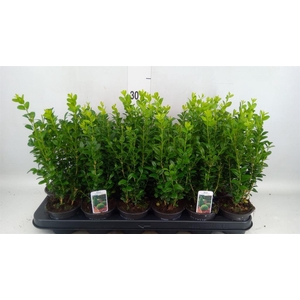 Buxus semp.   ...