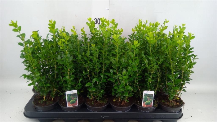 <h4>Buxus semp.   ...</h4>