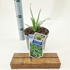 Carex morrowii Ice Dance