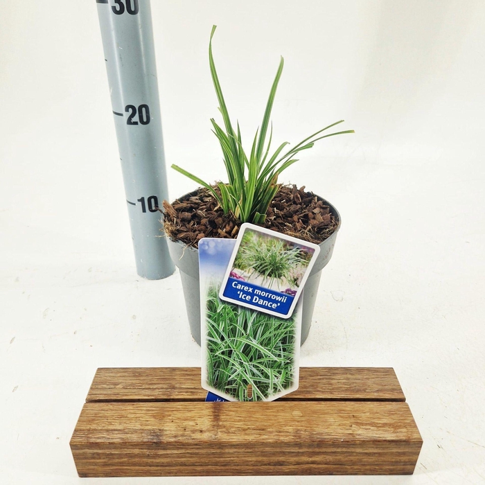<h4>Carex morrowii Ice Dance</h4>
