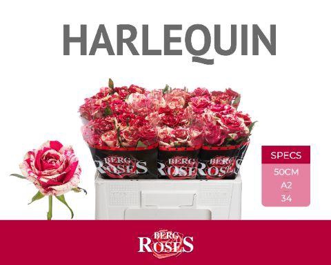 <h4>R GR HARLEQUIN @ A2</h4>