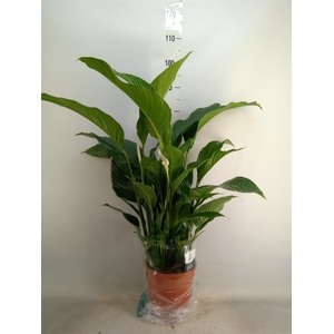 Spathiphyllum  'Sweet Lauretta'